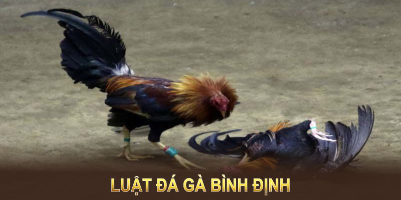 Luật Đá Gà Bình Định