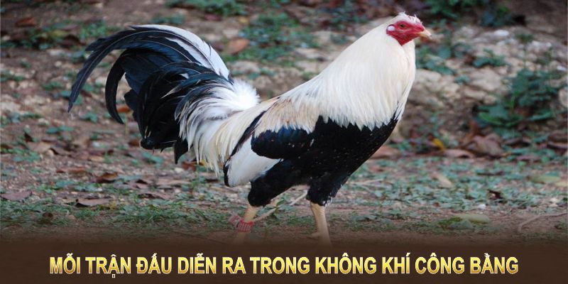 Mỗi trận đấu diễn ra trong không khí công bằng, minh bạch và dễ theo dõi