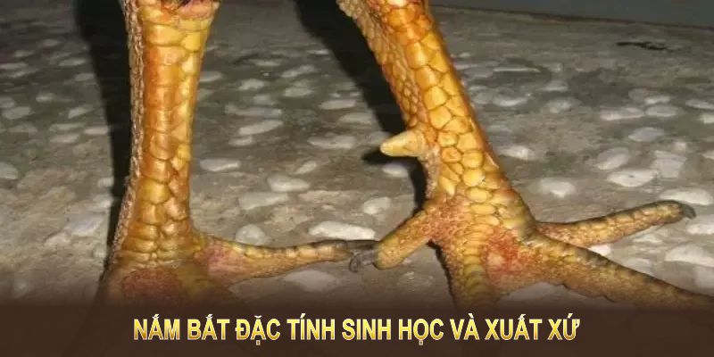 Nắm bắt đặc tính sinh học và xuất xứ giúp việc nuôi và huấn luyện hiệu quả 