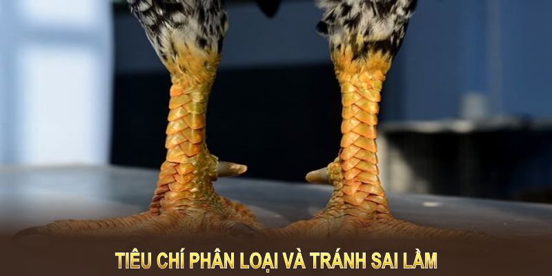 Tiêu chí phân loại và tránh sai lầm phổ biến khi nhận biết vảy nội hoa đăng