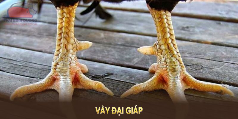 Vảy Đại Giáp