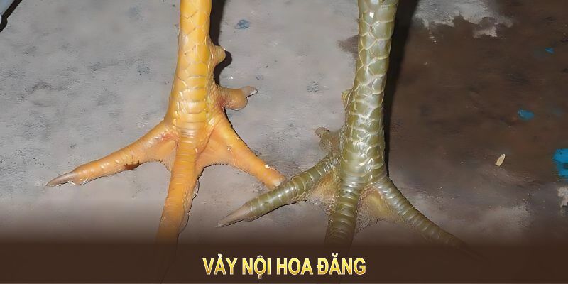 Vảy Nội Hoa Đăng